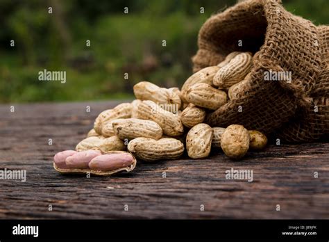 Peanuts In Shells In Sack With Fresh Groundnut On Wooden On Nature