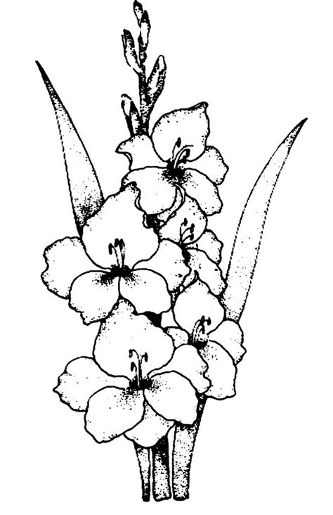 Gladiolus Drawing At Explore Collection Of