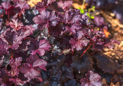 10 Best Varieties of Heuchera