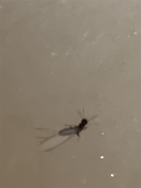 Termite? Ant? : r/whatisthisbug