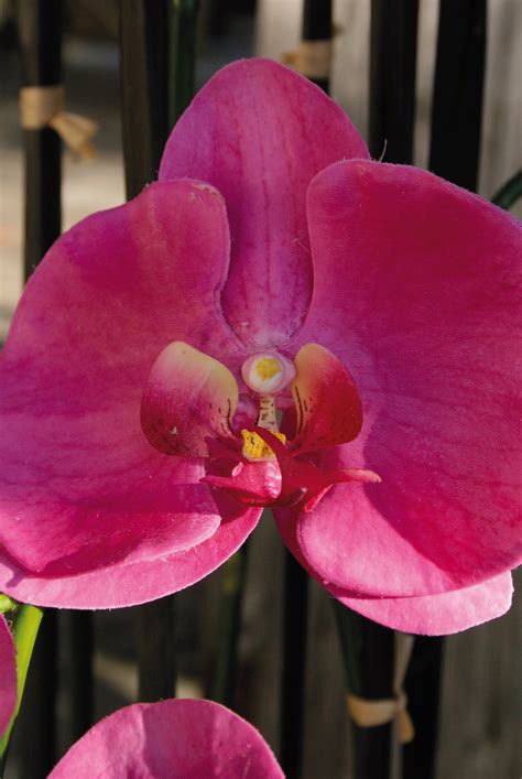 K Nstliche Orchidee Phalaenopsis Fach Getopft Cm Real Touch