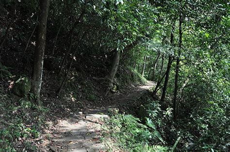 新竹芎林 ．鹿寮坑桐花步道（tony的自然人文旅记第0979篇）