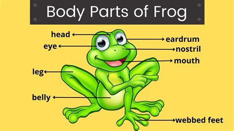 Body Parts Of Frog Frog Body Parts Anatomy Of Frog Educational