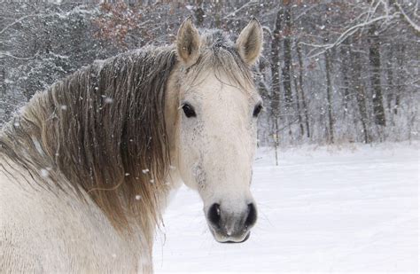 Winter Horse Wallpapers - Top Free Winter Horse Backgrounds ...