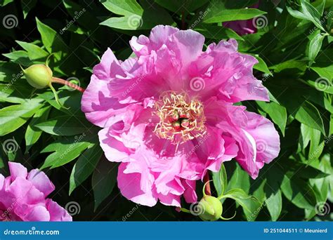 Peony Is A Flowering Plant In The Genus Paeonia Stock Image Image Of