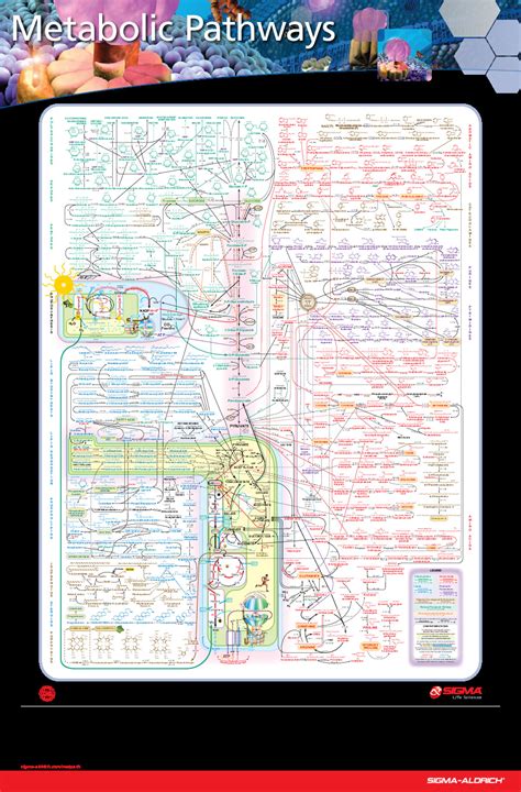 Metabolic Pathways Poster Mapa Metabólico Completo Pdfcoffee Com