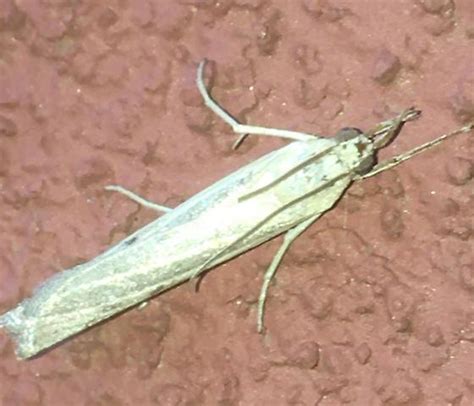 European Common Grass Veneer Inaturalist Bugguidenet