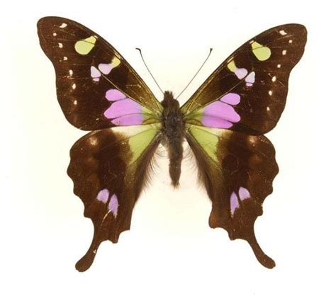 Most Beautiful Butterflies - Butterflies Photo (25176431) - Fanpop