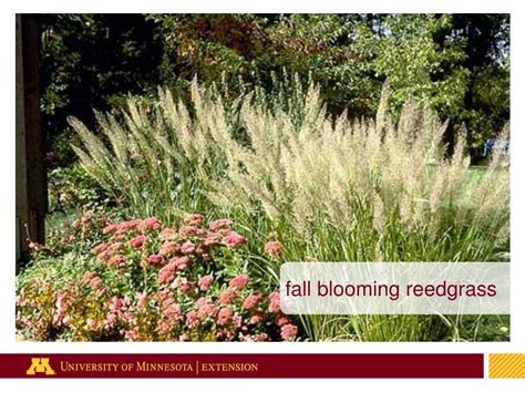 Ppt Ornamental Grasses For Minnesota Powerpoint Presentation Free