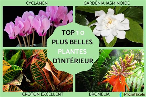 10 PLUS BELLES PLANTES D INTÉRIEUR PHOTOS ET NOMS