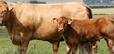 LIMUZIN - Semex PK BB