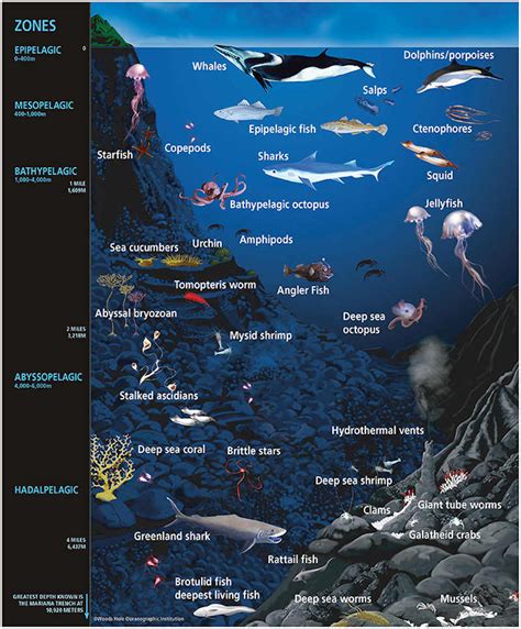 Abyssal Zone Animals And Plants