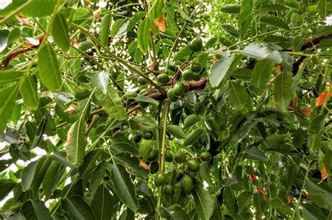 Chinaberry Tree Symbolism and Spiritual Meanings