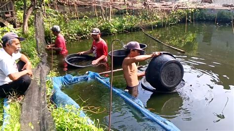 Panen Gurami Umur Tiga Bulan Bisa Untung Kali Lipat Dari Modal