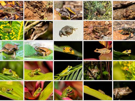 List Of Madagascar Frog Species Artushfoto