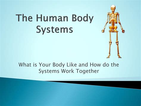 Ppt The Human Body Systems Powerpoint Presentation Free Download