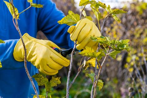 Easy Tips For Pruning Berry Bushes | Jung Seed Gardening Blog