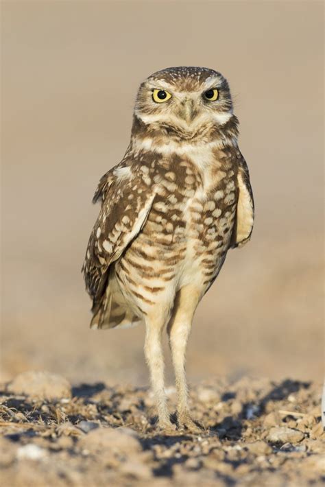 17 Fascinating Owl Facts Owl Things Considered