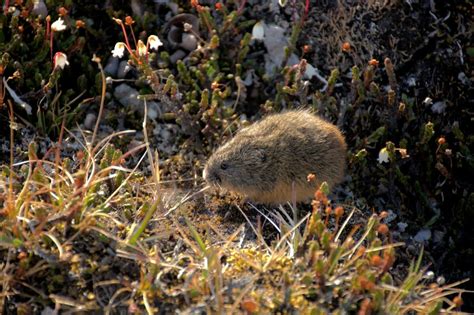 Lemmings - Canadian Museum of Nature