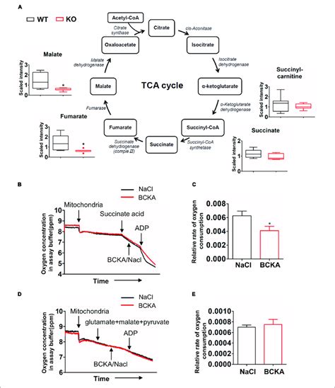 Impacts Of Bcaa Catabolic Defect On Tca Cycle A Metabolomics