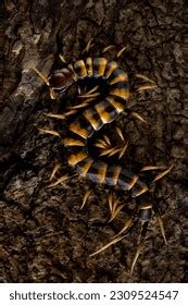 Scolopendra Subspinipes Piceoflava Species Mostly Very Stock Photo