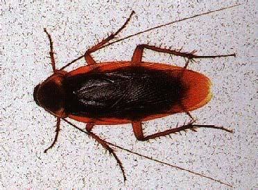 Texas Tree Roaches - Bio-Tech Pest Control – Termite and Pest Control ...