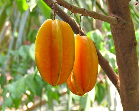 Averrhoa Carambola Gardensonline