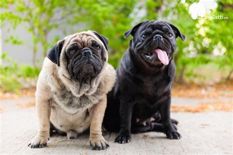 Cane Carlino Carattere Alimentazione Caratteristiche Della Razza