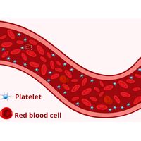 Phys Rev Fluids 9 083603 2024 Platelet Margination Dynamics In