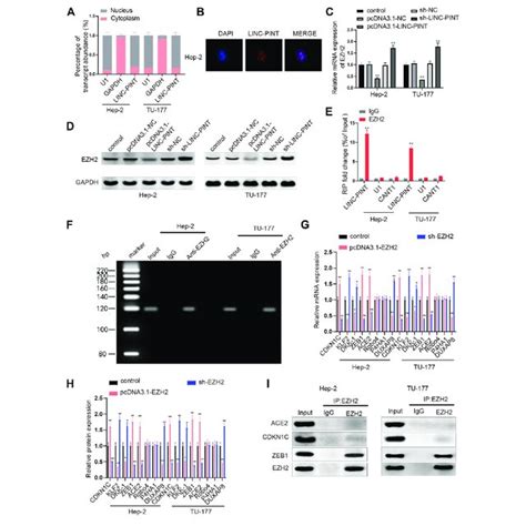 LINC PINT Enriches EZH2 To Inhibit ZEB1 Note Analysis Of