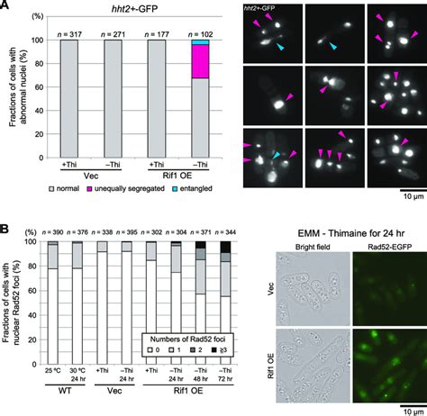 Rif1 Overexpression Induces Unequal Chromosome Segregation And Dna