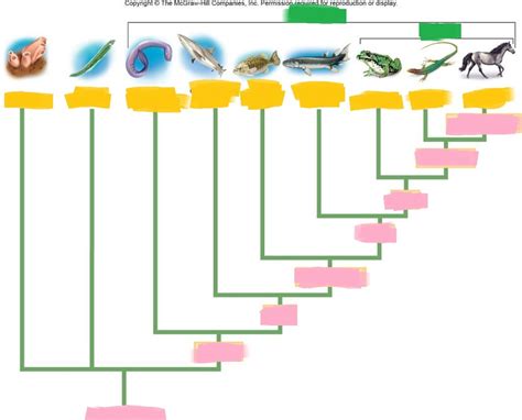 Metazoa Phylum Diagram Quizlet