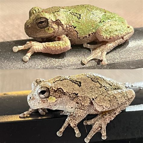 Hyla Versicolor, Gray Tree Frog camouflage : r/frogs