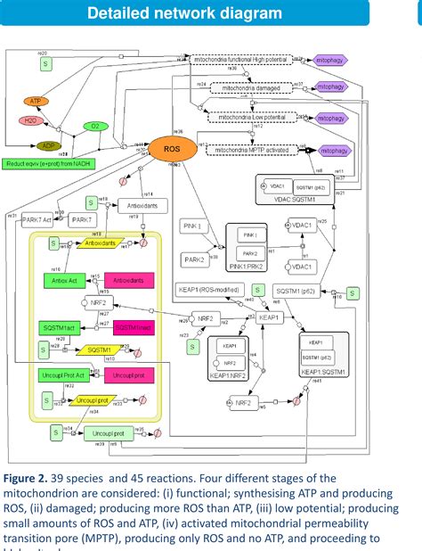 Figure 2 from A kinetic model and design principles study of cellular ...