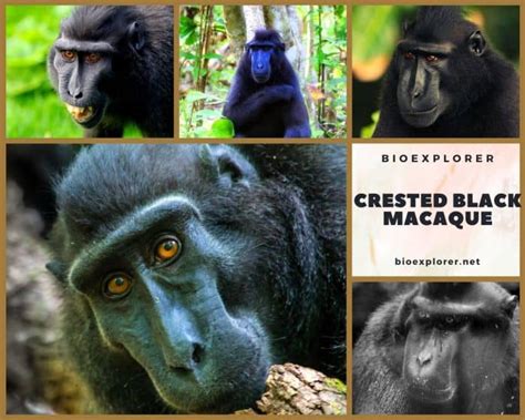 Crested Black Macaque Characteristics | Macaca Nigra Facts