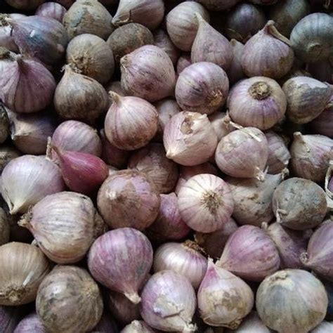 Jual Bawang Putih Tunggal Lanang 1Kg Shopee Indonesia