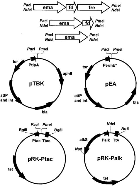 Schematic Representation Of Expression Vectors And Artificial Operon