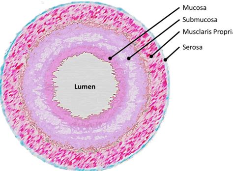 Stomach Wall Histology