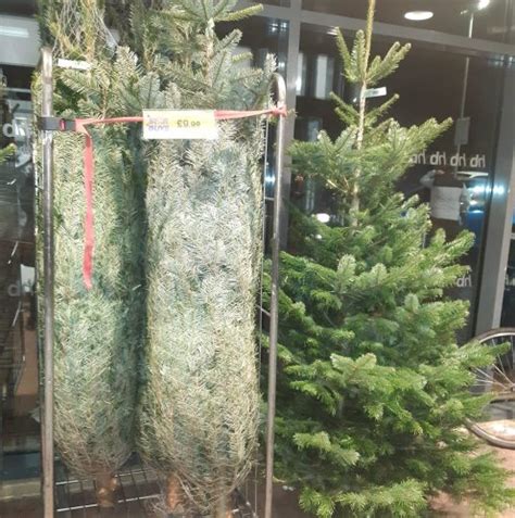 Home Bargains is selling a real 7ft Christmas tree for £10 | Flipboard