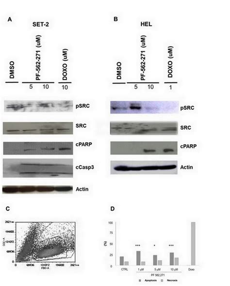 Fak Inhibition Induces Apoptosis In Hel And Set Cells A Cparp And