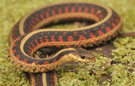 Red-Sided Garter Snakes - Iowa Wildlife Federation