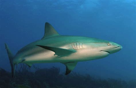 Species Profile: The Caribbean Reef Shark - We Love Sharks!