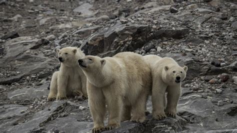 Posicionar Compensar Agrio Por Que Estan En Peligro De Extincion Los