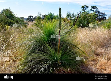 Australia, flowering grass tree Stock Photo - Alamy