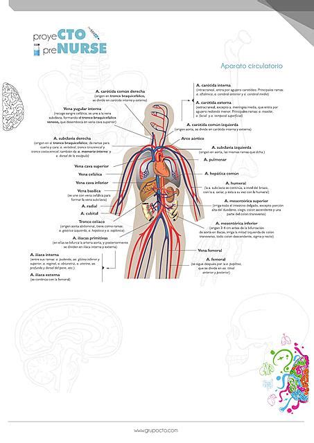 Aparato Circulatorio Cropped Nataly Tom UDocz