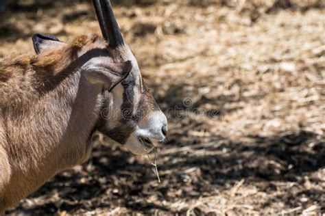 Arabian Oryx Close Up Head And Neck Stock Image Image Of Mammal