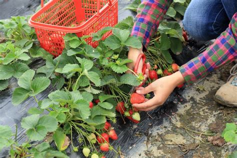 Picking Red Strawberry Fruit Stock Image Image Of Fruit Farm 53037589