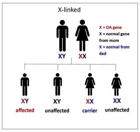 How Is Albinism Inherited