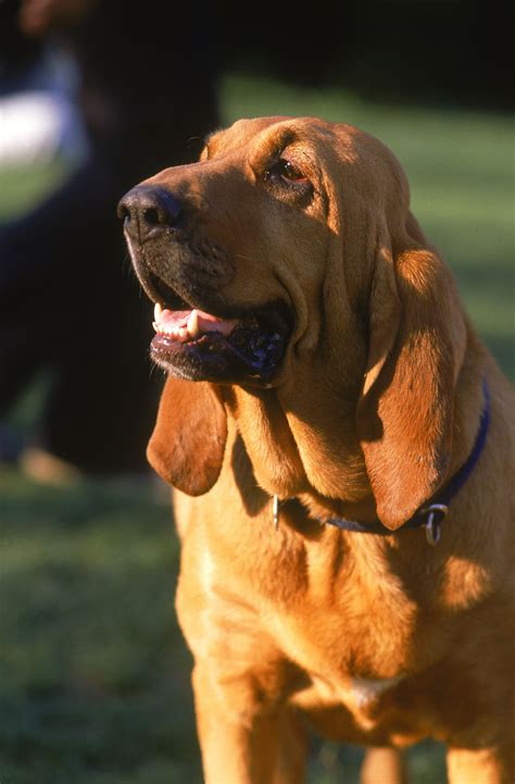 Dumb Dog Breeds 15 Misunderstood Gentle Dog Breeds With A Bad