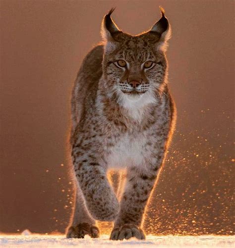 Eurasian Lynx During Sunrise Cats Know Your Meme